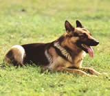 Adestramento de cães na Brasilândia