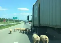 carreta carregando porcos