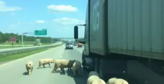 carreta carregando porcos