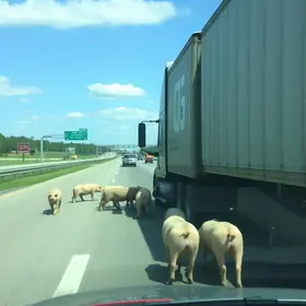 carreta carregando porcos