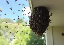 enxame de abelhas